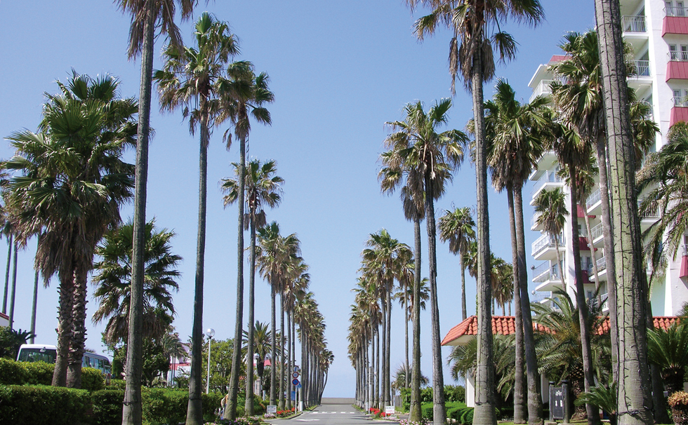 Palm tree maintenance