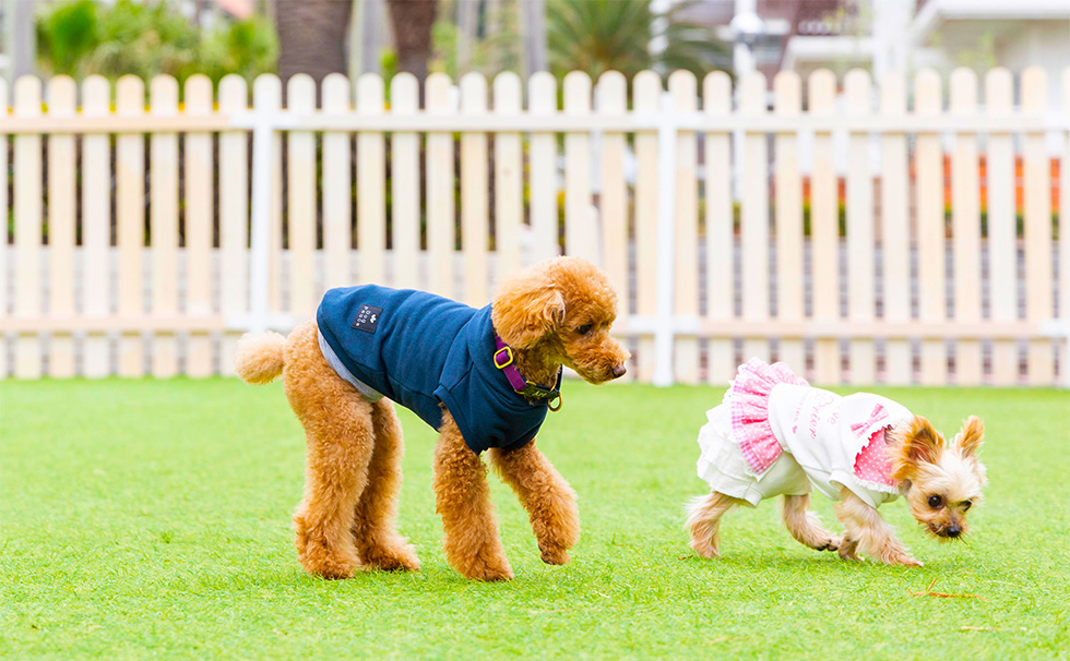 愛犬家に嬉しいDOGGY GARDEN

