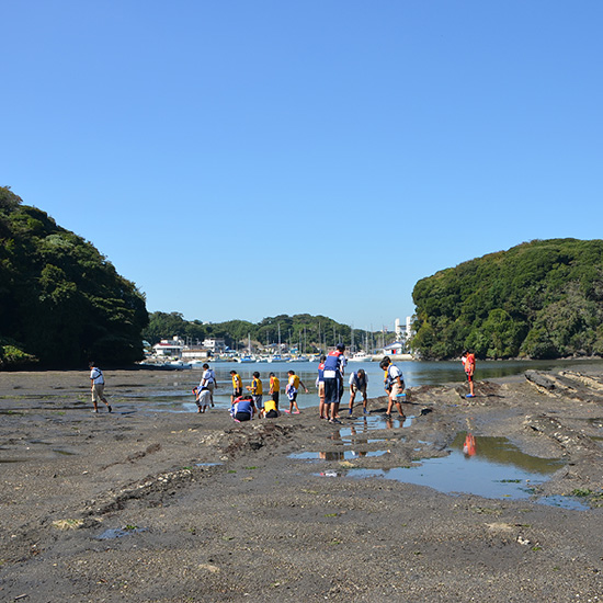 小網代の森