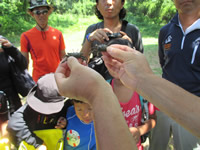 小網代の森の生き物