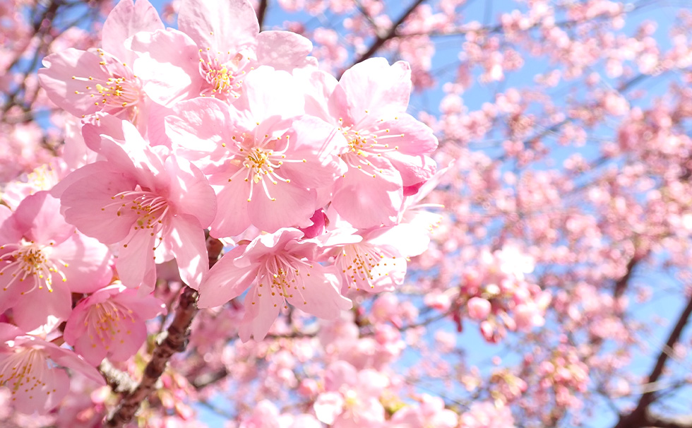河津桜