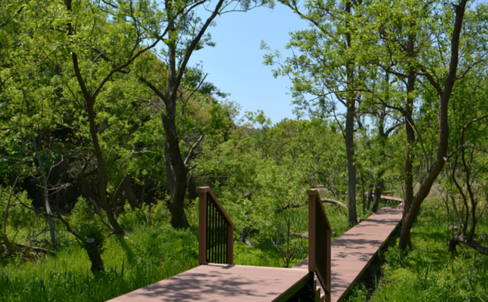 Koajiro Forest