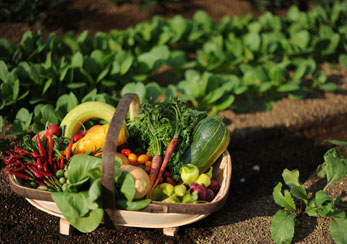 Riviera farm of pesticide-free vegetables