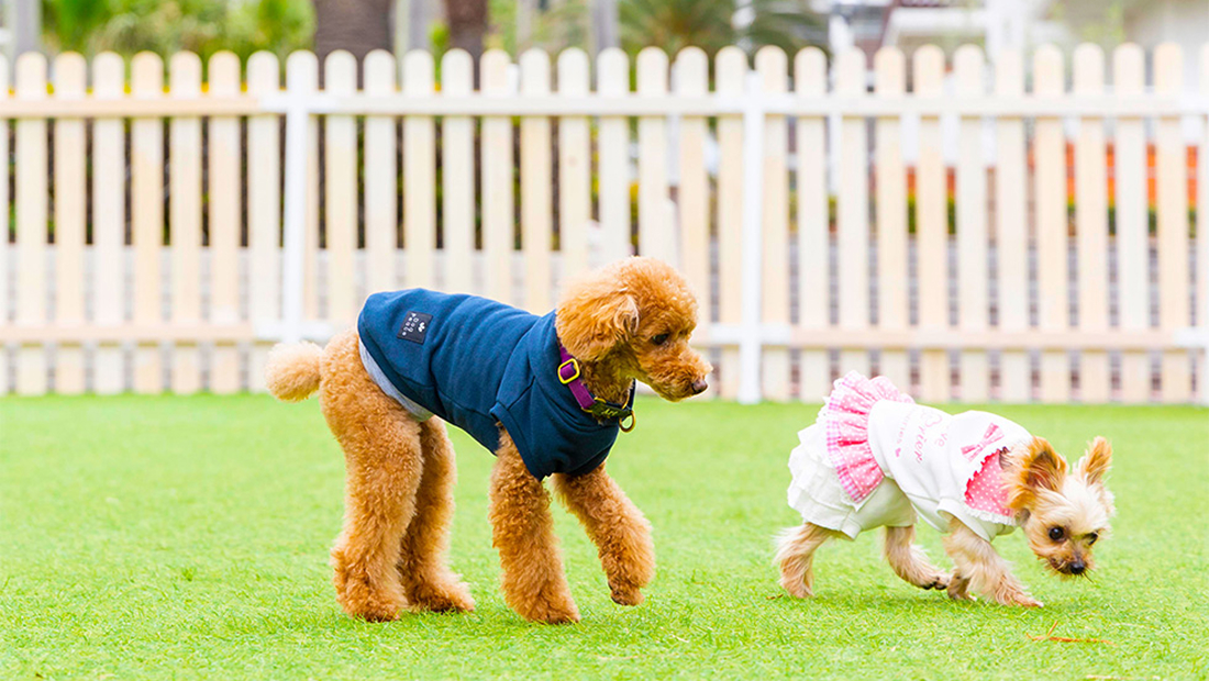 doggarden_top