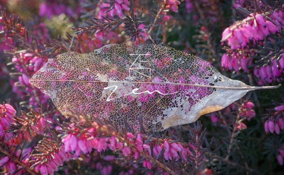 写真：花