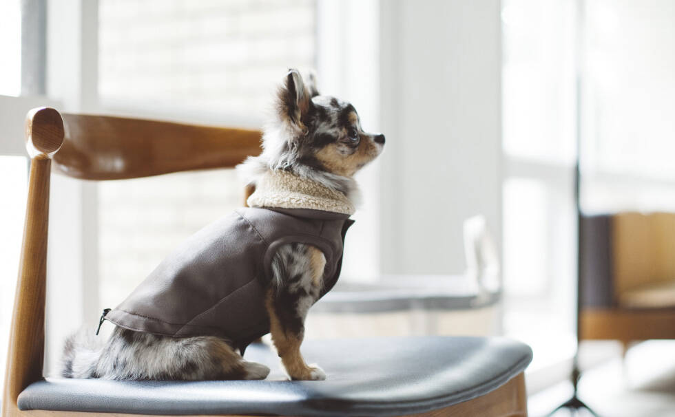 写真：わんちゃん freestitch