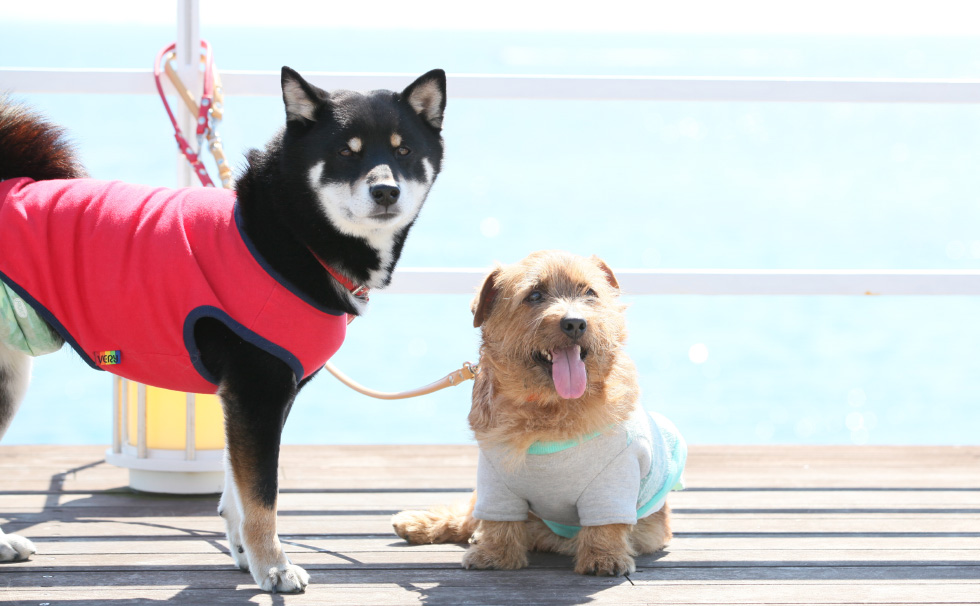 写真：わんちゃん