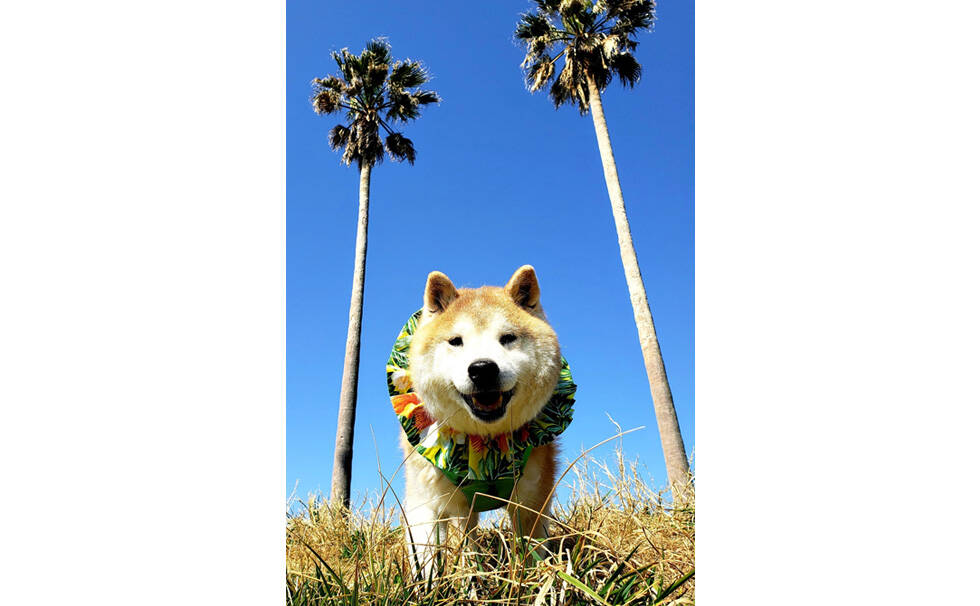写真：わんちゃん