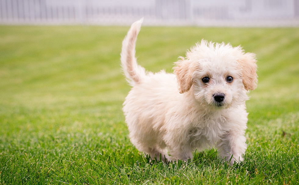 犬