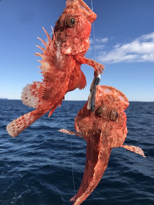 写真：カサゴ