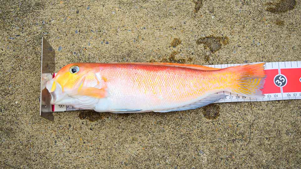 画像：アマダイ