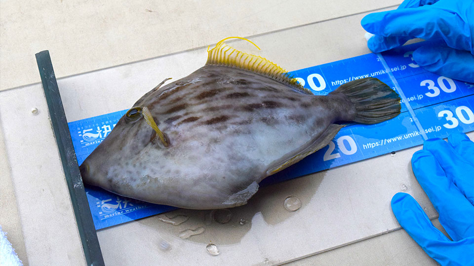 写真：ハギマスター2025