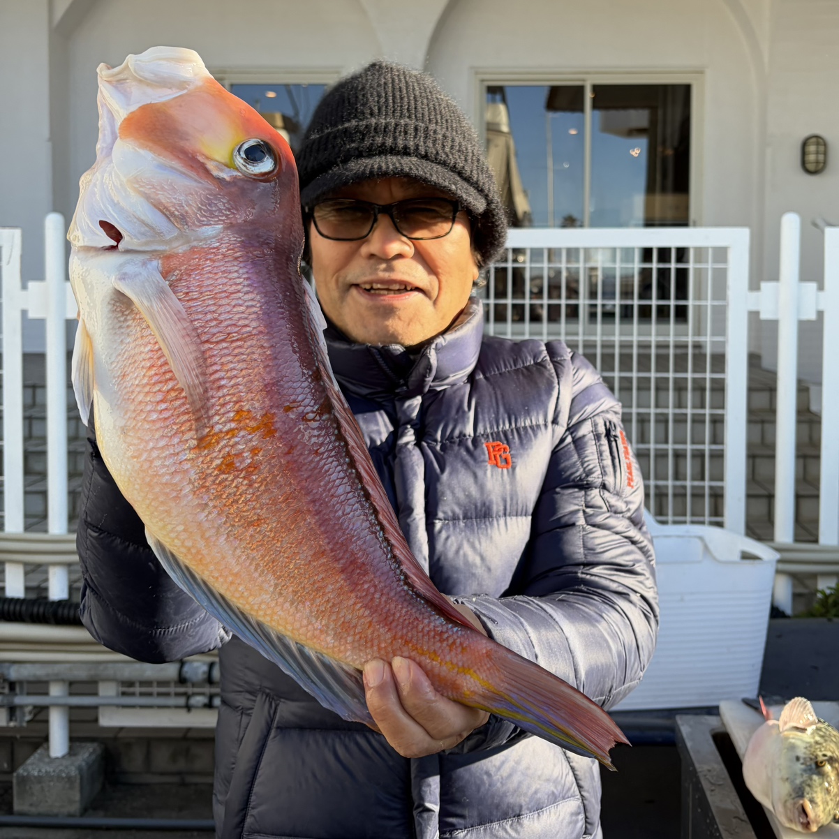 画像：アマダイ50ｃｍ