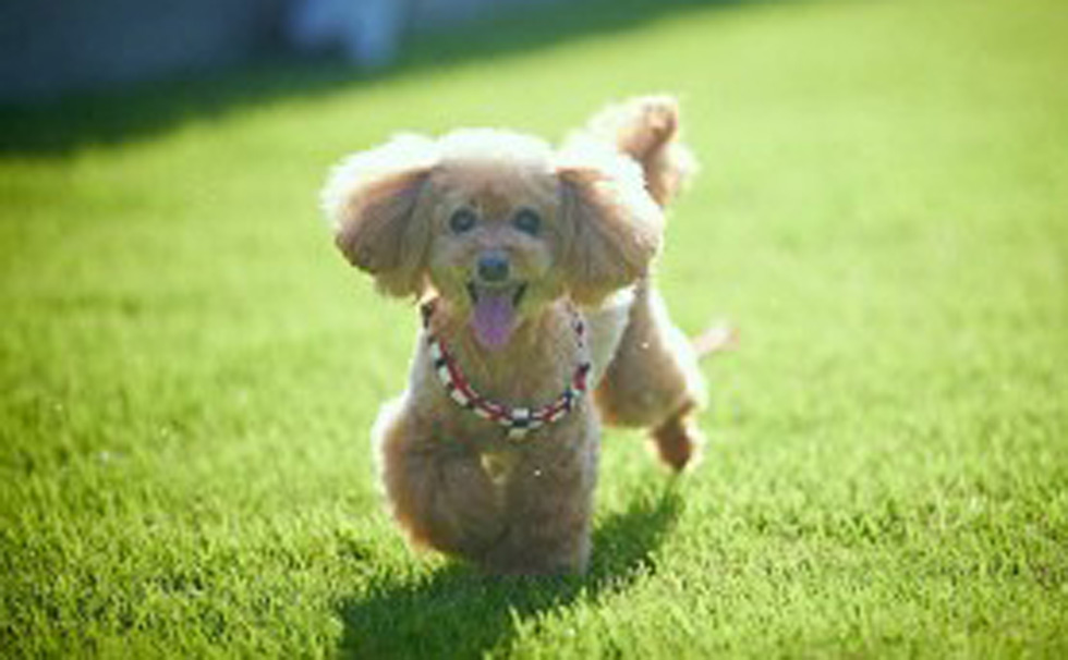 愛犬と過ごす